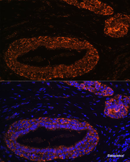 Immunohistochemistry of paraffin-embedded Rat testis using ASZ1 Polyclonal Antibody at dilution of 1:100 (40x lens).