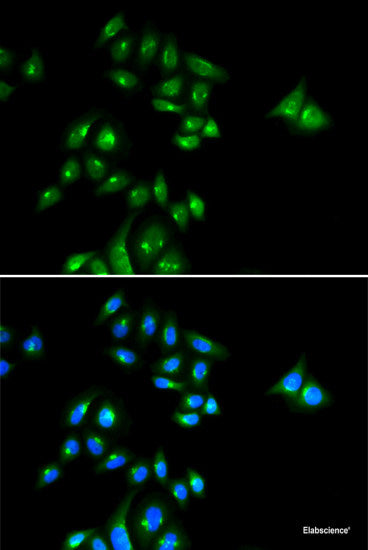 Western blot analysis of extracts of various cell lines using PTPN6 Polyclonal Antibody at dilution of 1:1000.
