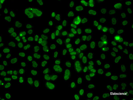 Western blot analysis of extracts of NIH3T3 cells using CNR1 Polyclonal Antibody at dilution of 1:1000.