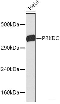 Western blot analysis of extracts of HeLa cells using PRKDC Polyclonal Antibody.