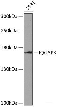 Western blot analysis of extracts of K-562 cells using APOBEC3C Polyclonal Antibody at dilution of 1:3000.