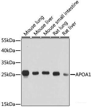 Western blot analysis of extracts of Rat lung using ELMOD2 Polyclonal Antibody at dilution of 1:3000.