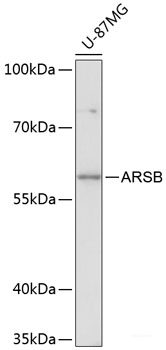 Western blot analysis of extracts of various cell lines using HCK Polyclonal Antibody at dilution of 1:1000.