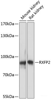 Western blot analysis of extracts of various cell lines using DNAJB12 Polyclonal Antibody at dilution of 1:1000.