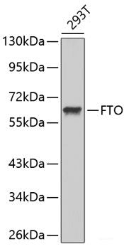Immunohistochemistry of paraffin-embedded Rat kidney using NDUFAB1 Polyclonal Antibody at dilution of 1:100 (40x lens).