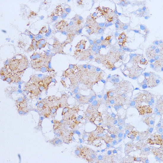 Immunofluorescence analysis of Human colon carcinoma cells using MUC2 Polyclonal Antibody at dilution of 1:100. Blue: DAPI for nuclear staining.