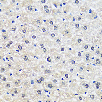Immunofluorescence analysis of HepG2 cells using GOLGA1 Polyclonal Antibody at dilution of 1:150. Blue: DAPI for nuclear staining.