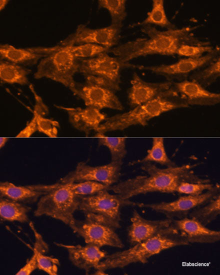 Immunofluorescence analysis of U2OS cells using DVL2 Polyclonal Antibody at dilution of 1:100. Blue: DAPI for nuclear staining.