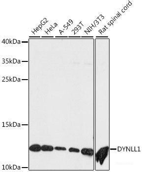 Western blot analysis of extracts of Rat liver using PLXNB3 Polyclonal Antibody at dilution of 1:1000.