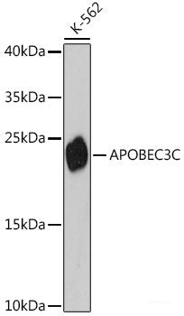 Immunohistochemistry of paraffin-embedded Human mammary cancer using PTPRN2 Polyclonal Antibody at dilution of 1:100 (40x lens).