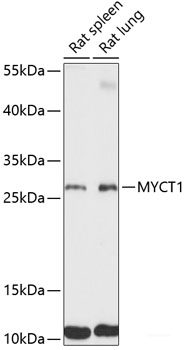 Western blot analysis of extracts of various cell lines using DDX3Y Polyclonal Antibody at dilution of 1:3000.