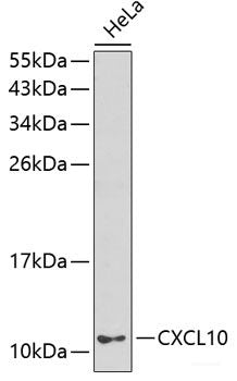 Immunofluorescence analysis of 293T cells using SLC25A17 Polyclonal Antibody at dilution of 1:100 (40x lens). Blue: DAPI for nuclear staining.