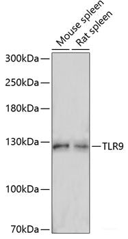 Immunofluorescence analysis of L929 cells using XPNPEP3 Polyclonal Antibody at dilution of 1:100. Blue: DAPI for nuclear staining.