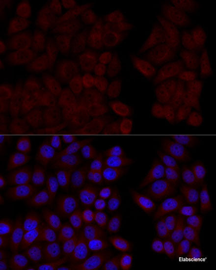 Immunofluorescence analysis of 293T cells using A1BG Polyclonal Antibody at dilution of 1:100 (40x lens). Blue: DAPI for nuclear staining.