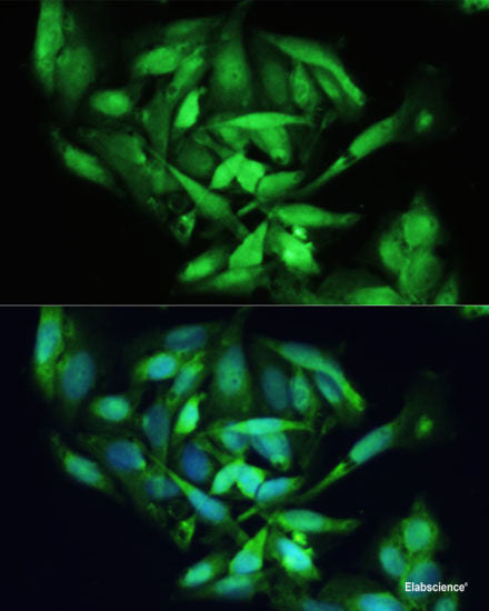 Western blot analysis of extracts of various cell lines using HSPA1A Monoclonal Antibody at dilution of 1:1000.