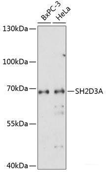 Western blot analysis of extracts of various cell lines using SIM2 Polyclonal Antibody at dilution of 1:1000.