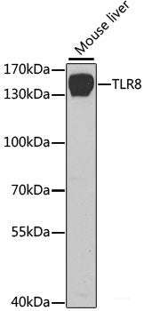 Immunofluorescence analysis of U-2 OS cells using BRE Polyclonal Antibody at dilution of 1:100 (40x lens). Blue: DAPI for nuclear staining.