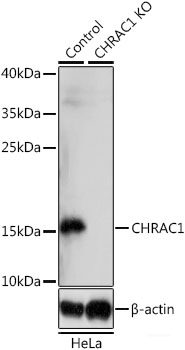 Immunofluorescence analysis of L929 cells using OXSR1 Polyclonal Antibody at dilution of 1:100. Blue: DAPI for nuclear staining.