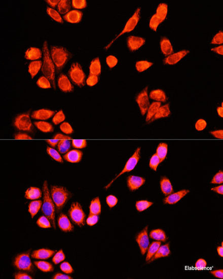 Immunofluorescence analysis of U2OS cells using TERF2IP Polyclonal Antibody at dilution of 1:100. Blue: DAPI for nuclear staining.