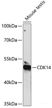 Immunofluorescence analysis of C6 cells using PRR5 Polyclonal Antibody at dilution of 1:100. Blue: DAPI for nuclear staining.