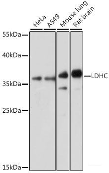 Immunofluorescence analysis of U2OS cells using PRDM10 Polyclonal Antibody at dilution of 1:100. Blue: DAPI for nuclear staining.
