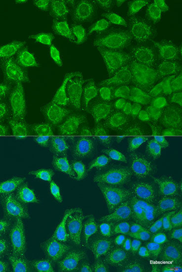 Immunofluorescence analysis of U2OS cells using L2HGDH Polyclonal Antibody at dilution of 1:100. Blue: DAPI for nuclear staining.