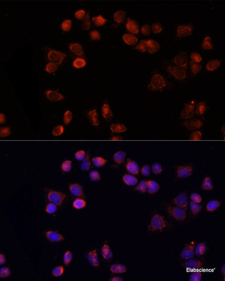 Immunofluorescence analysis of U2OS cells using LSM11 Polyclonal Antibody at dilution of 1:100. Blue: DAPI for nuclear staining.