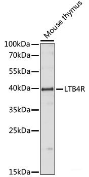 Immunofluorescence analysis of HeLa cells using RPAP3 Polyclonal Antibody at dilution of 1:100. Blue: DAPI for nuclear staining.