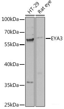 Western blot analysis of extracts of various cell lines using HOXD3 Polyclonal Antibody at dilution of 1:1000.