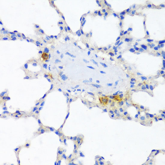 Immunofluorescence analysis of L929 cells using RPS25 Polyclonal Antibody at dilution of 1:100. Blue: DAPI for nuclear staining.