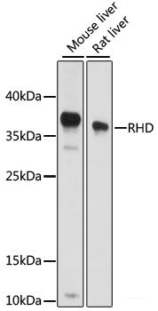 Western blot analysis of extracts of HeLa cells using PSMG1 Polyclonal Antibody at dilution of 1:1000.