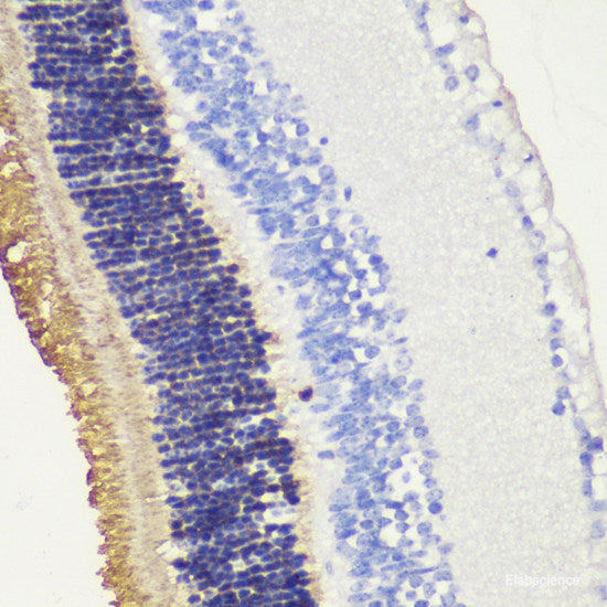Immunofluorescence analysis of C6 cells using SUCLG1 Polyclonal Antibody at dilution of 1:100. Blue: DAPI for nuclear staining.