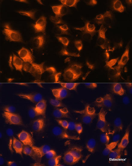 Western blot analysis of extracts of various cell lines using EEF1E1 Polyclonal Antibody at dilution of 1:1000.