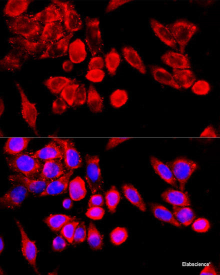 Immunofluorescence analysis of L929 cells using GFPT2 Polyclonal Antibody at dilution of 1:100. Blue: DAPI for nuclear staining.