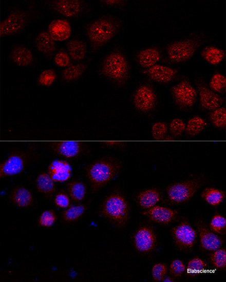 Immunofluorescence analysis of L929 cells using TCIRG1 Polyclonal Antibody at dilution of 1:100 (40x lens). Blue: DAPI for nuclear staining.