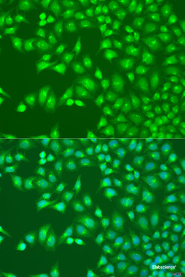 Western blot analysis of extracts of various cell lines using GRAP Polyclonal Antibody at dilution of 1:1000.