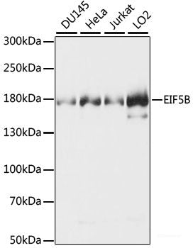Immunofluorescence analysis of U-2 OS cells using WDHD1 Polyclonal Antibody at dilution of 1:100. Blue: DAPI for nuclear staining.