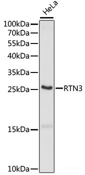 Western blot analysis of extracts of various cell lines using CPEB3 Polyclonal Antibody at dilution of 1:1000.