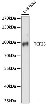 Western blot analysis of extracts of various cell lines using EDC4 Polyclonal Antibody at dilution of 1:1000.