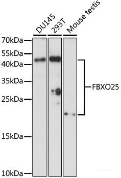 Western blot analysis of extracts of various cell lines using MYOF Polyclonal Antibody at dilution of 1:1000.