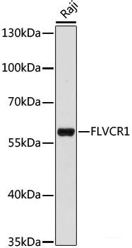 Western blot analysis of extracts of various cell lines using UBQLN1 Polyclonal Antibody at dilution of 1:1000.
