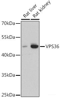 Western blot analysis of extracts of various cell lines using SDF4 Polyclonal Antibody at dilution of 1:1000.