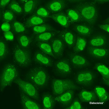 Immunofluorescence analysis of HeLa cells using ANG Polyclonal Antibody