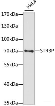 Western blot analysis of extracts of various cell lines using LYRM1 Polyclonal Antibody at dilution of 1:1000.