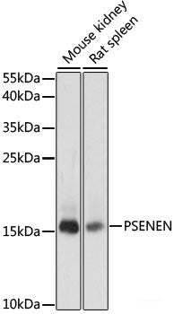 Immunofluorescence analysis of HeLa cells using MRPS14 Polyclonal Antibody at dilution of 1:100. Blue: DAPI for nuclear staining.