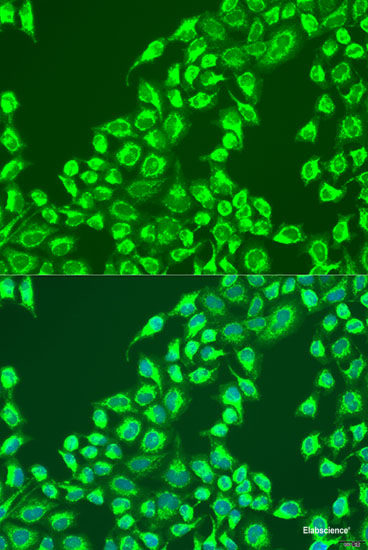 Immunofluorescence analysis of C6 cells using RAPH1 Polyclonal Antibody at dilution of 1:100. Blue: DAPI for nuclear staining.