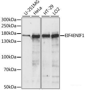 Western blot analysis of extracts of Mouse brain using WNK3 Polyclonal Antibody at dilution of 1:1000.