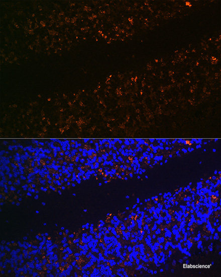 Western blot analysis of extracts of various cell lines using CEP63 Polyclonal Antibody at dilution of 1:1000.