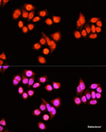 Immunofluorescence analysis of C6 cells using HOOK3 Polyclonal Antibody at dilution of 1:100. Blue: DAPI for nuclear staining.