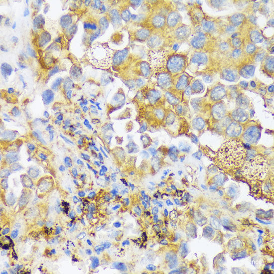 Immunofluorescence analysis of L929 cells using DNER Polyclonal Antibody at dilution of 1:100. Blue: DAPI for nuclear staining.